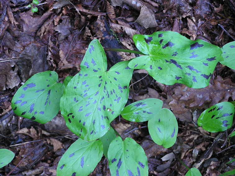 Arum maculatum